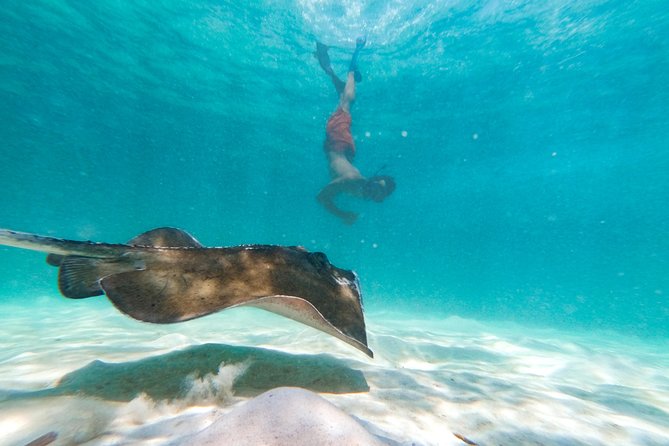 Marinarium Snorkeling Cruise From Punta Cana - Cruise Amenities