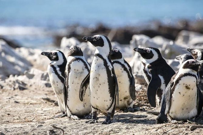 Marine Big 5 Full Day Guided Return Transfer Cape Town - Gansbaai - Meeting and Pickup Details