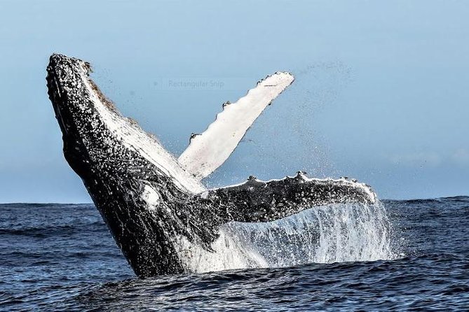 Marine Big 5 Full Day Guided Return Transfer Cape Town - Gansbaai - Reviews and Ratings