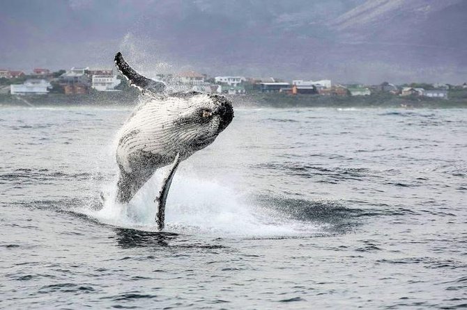 Marine Big 5 Full Day Guided Return Transfer Cape Town - Gansbaai - Transportation and Accessibility