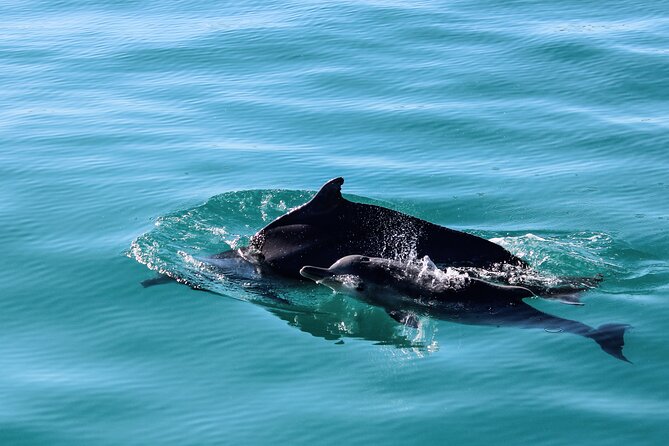 Marine Big 5 Safari From Cape Town - Transportation