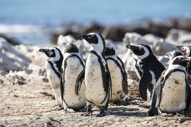 Marine Big 5 Safari From Cape Town - Inclement Weather Considerations