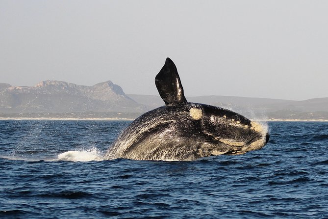 Marine Big 5 Safari With Transport From Hermanus - Included Amenities