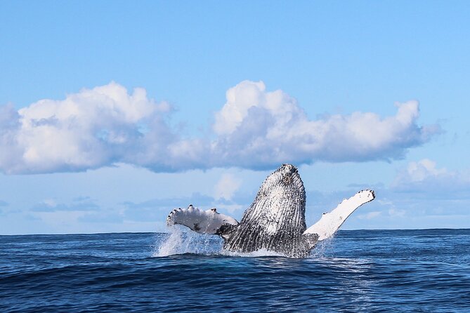 Marine Big 5 Safari With Transport From Hermanus - Whats Included