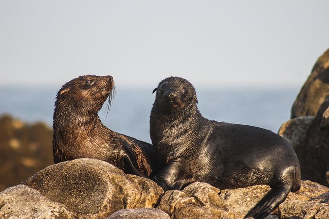 Marine Big 5 Safari With Transport From Hermanus - Cancellation Policy