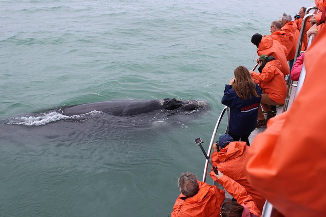 Marine Big 5 Safari With Transport From Hermanus - Guided Commentary