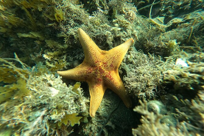 Marine Bio 101 Snorkel in San Diegos Mission Bay - Participant Requirements