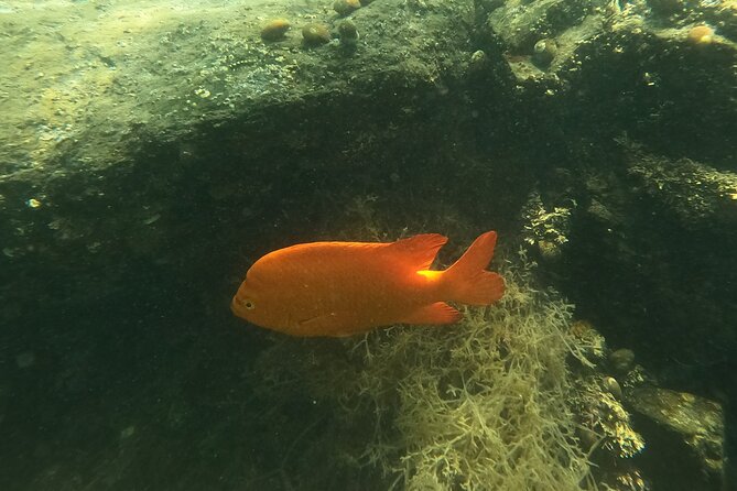 Marine Bio 101 Snorkel in San Diegos Mission Bay - Equipment Rental Information
