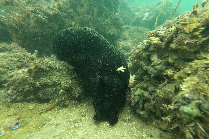 Marine Bio 101 Snorkel in San Diegos Mission Bay - Confirmation and Cancellation