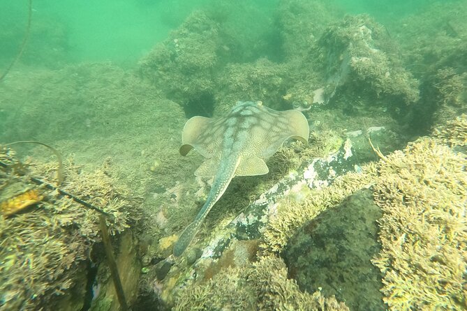 Marine Bio 101 Snorkel in San Diegos Mission Bay - Location and Map