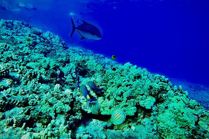 Marine Biologist Guided Snorkel Tour From Shore With Photos - Inclusions and Gear Provided