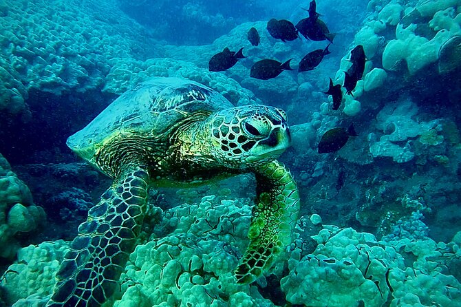 Marine Biologist Guided Snorkel Tour From Shore With Photos - Reviewer Feedback and Accolades