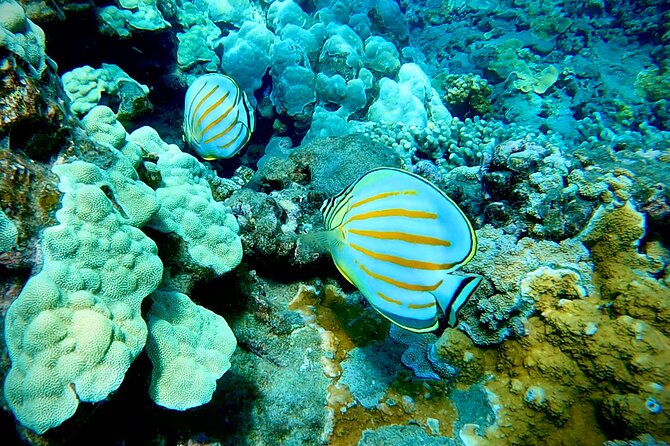 Marine Biologist Guided Snorkel Tour From Shore With Photos - What to Expect Underwater
