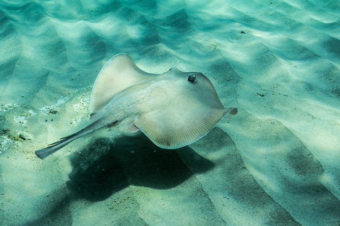 Marine Discovery + Snorkeling Cruise - Port Stephens - Snorkeling Experience