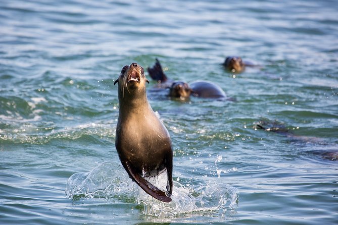 Marine Dolphin Seal Cruise - Additional Accessibility Information