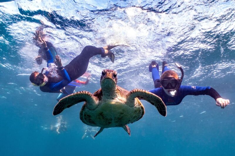 Marine Eco Safari - Swim With Manta Rays - Highlights of the Tour
