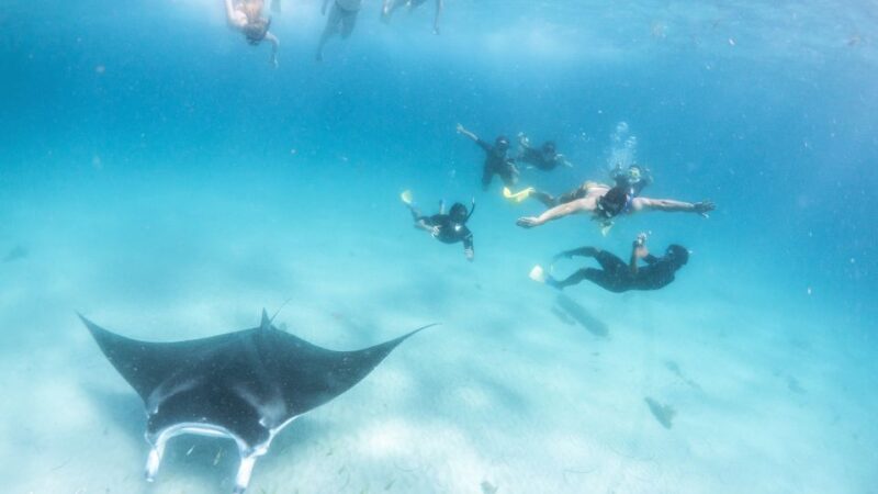 Marine Eco Safari - Swim With Manta Rays - Whats Included
