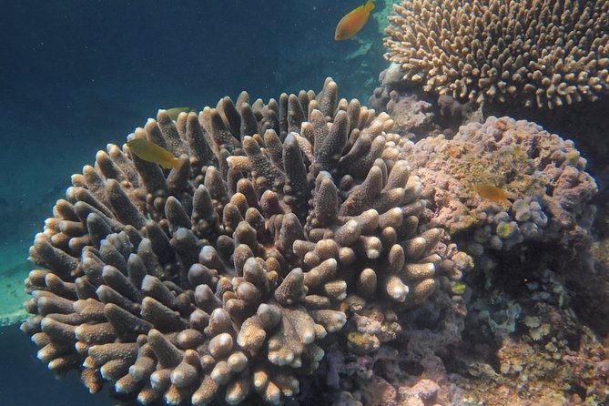 Marine Eco Safari - Swim With Manta Rays - Snorkeling Around Ningaloo