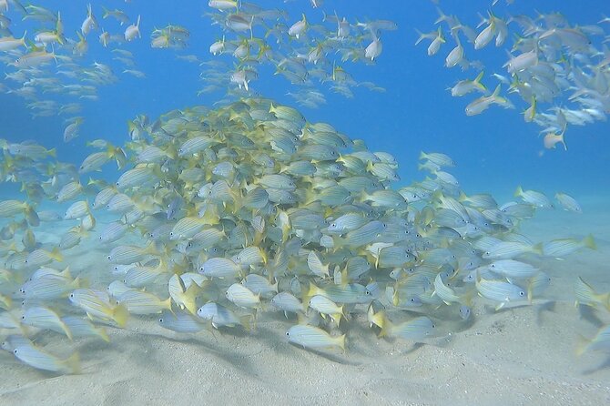 Marine Ecology Snorkel From Electric Beach Oahu With Photos - Overview and Pricing