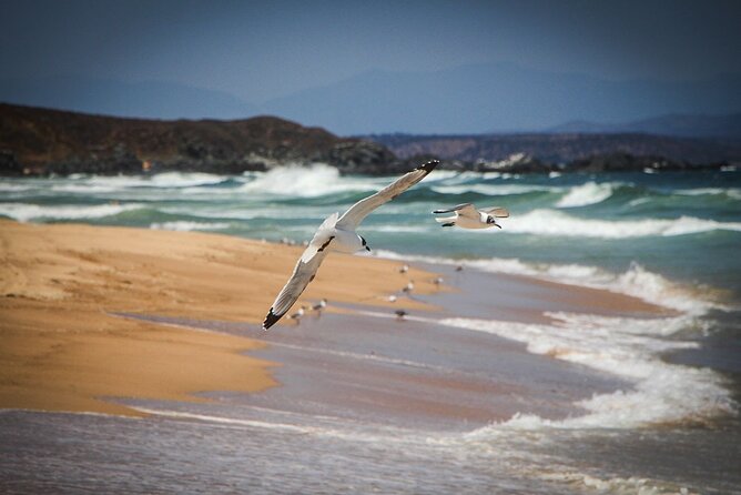 Marine Life & Flavors of the Pacific Full Day Private Tour - Key Points