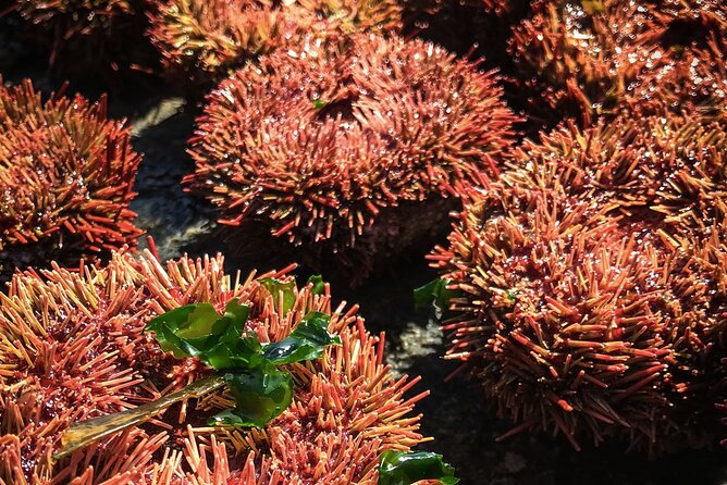 Marine Life & Flavors of the Pacific Full Day Private Tour - Enogastronomic Experience With Chilean Wine