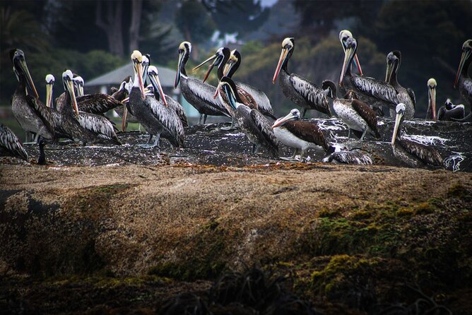Marine Life & Flavors of the Pacific Full Day Private Tour - Enogastronomic Experience With Chilean Wine
