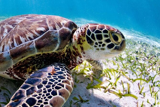 Marine Park - Private Boat Charter With Local Captain/ Guide - Activities and Experiences