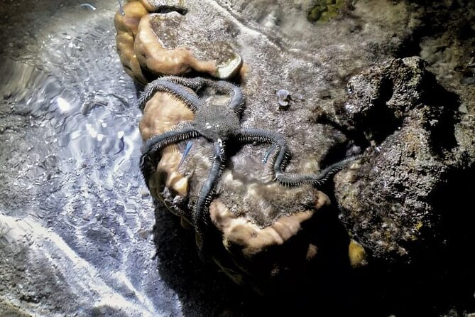 Marine Trail - Inclusions