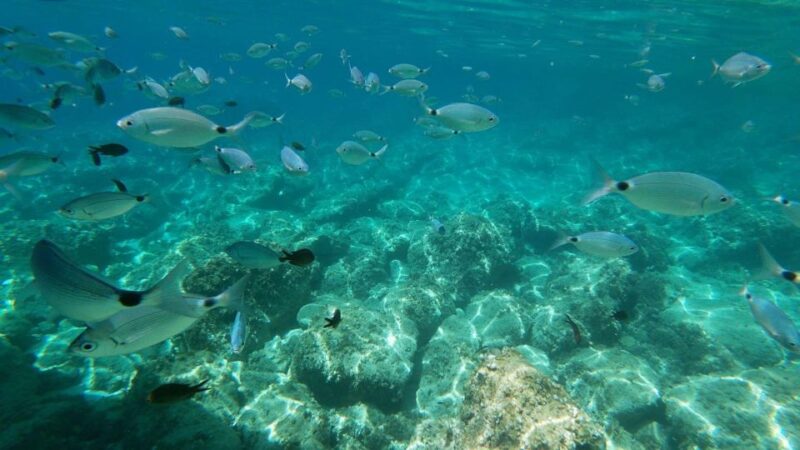 Maristella: Porto Conte Park Snorkeling Boat Tour - Important Information and Restrictions