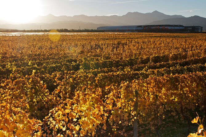 Marlborough Discovery Full Day Wine Tour - Blenheim - Customer Feedback