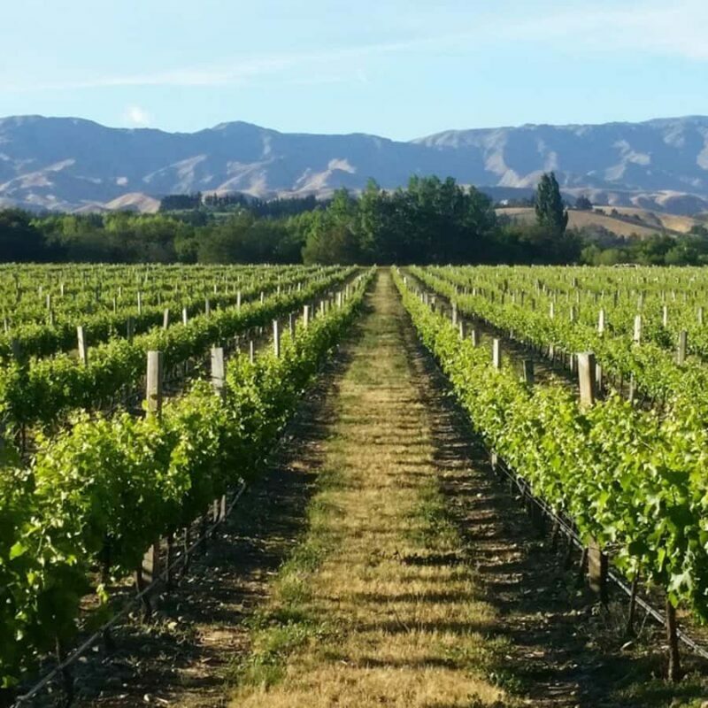 Marlborough Full Day Wine Tour - FAQ