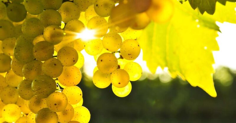 Marlborough Half-Day Wine Tour From Blenheim - Itinerary and Highlights