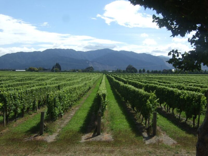Marlborough Half-Day Wine Tour From Blenheim - Pickup and Transportation