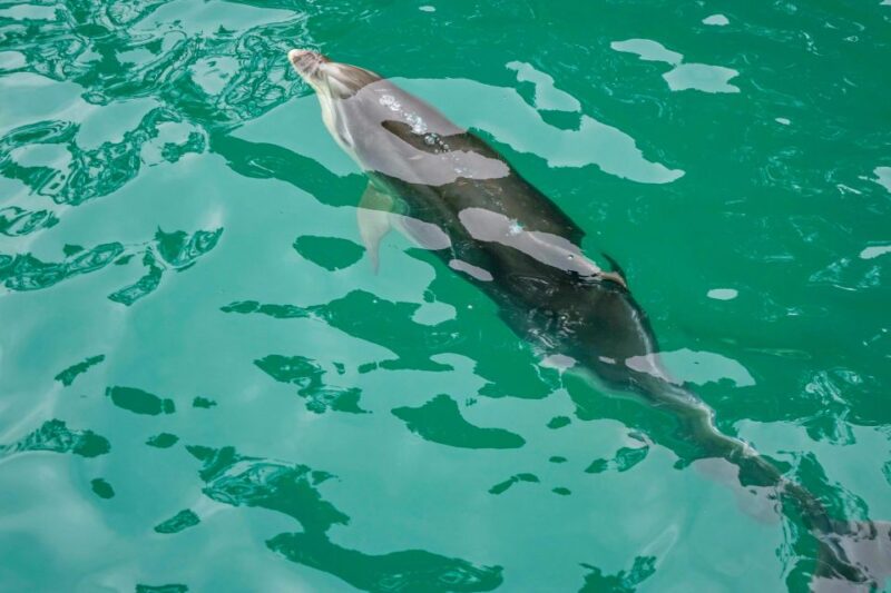Marlborough Sounds and Ship Cove Cruise From Picton - Key Points