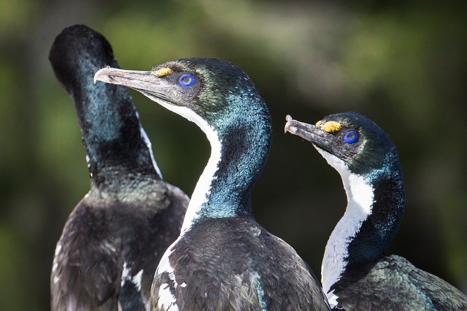 Marlborough Sounds Ultimate Cruise - Customer Feedback and Experiences