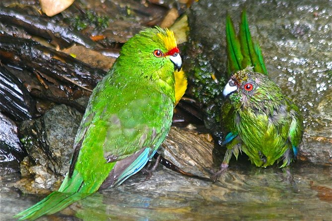 Marlborough Sounds Ultimate Cruise - Scenic Vistas and Sanctuary