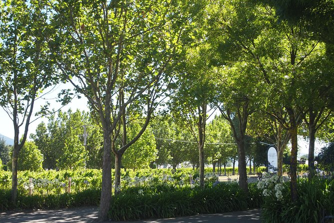 Marlborough Wine Region Tour From the Port of Picton - Winery Region and Highlights