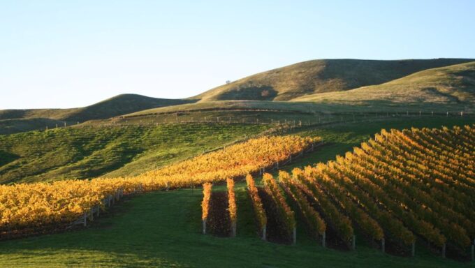 Marlborough: Wineries Visit With Tastings and 2-Course Lunch - Scenic Countryside Views