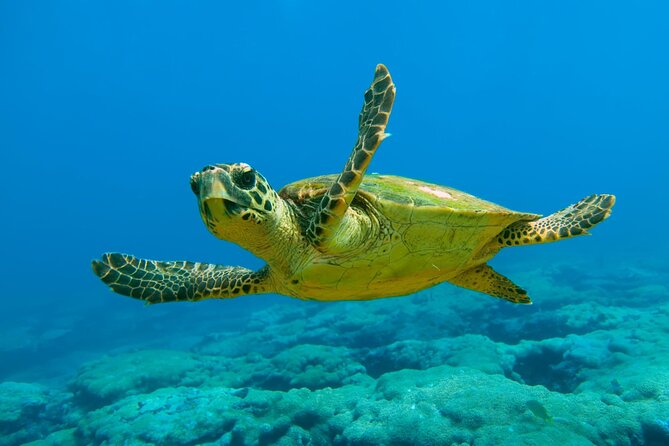 Marmaris and Icmeler Dalyan Turtle Beach Tours - Pickup and Transportation