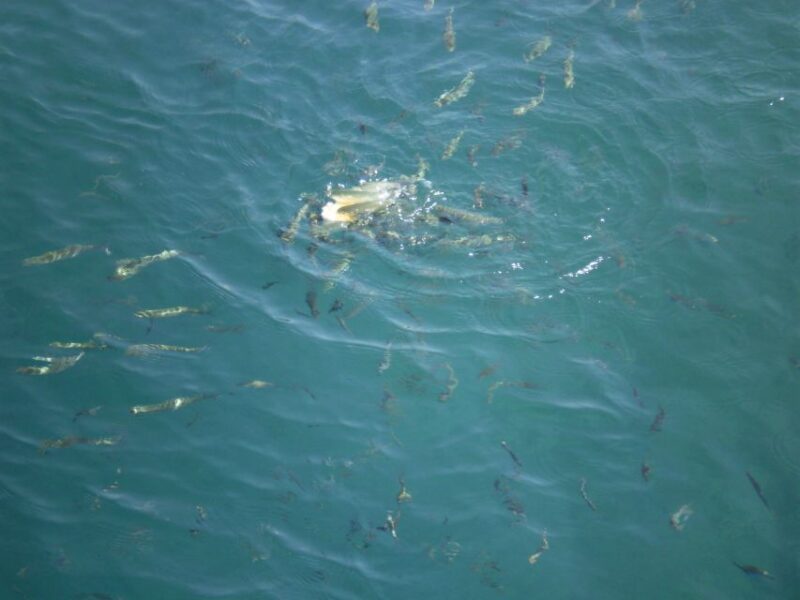Marmaris Full-Day Boat Trip With Unlimited Soft Drinks+Lunch - Pickup and Dropoff