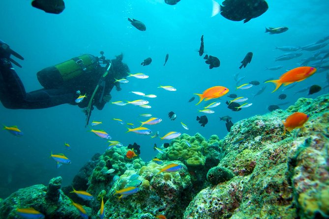 Marmaris & Icmeler Scuba Diving - Marine Life and Underwater Scenery