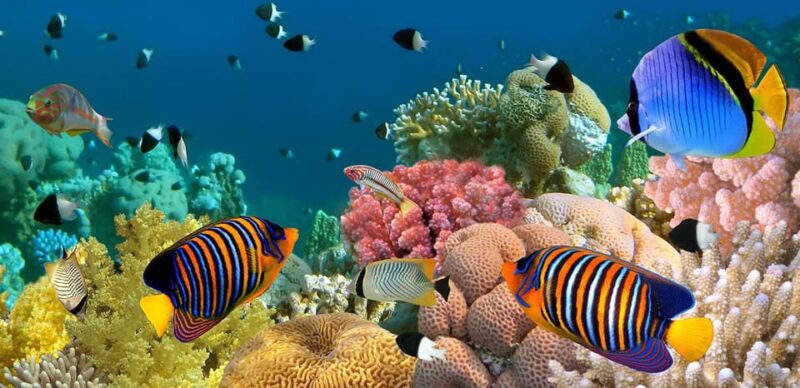 Marmaris: Scuba Diving With a Qualified Instructor - Participant Requirements and Expectations