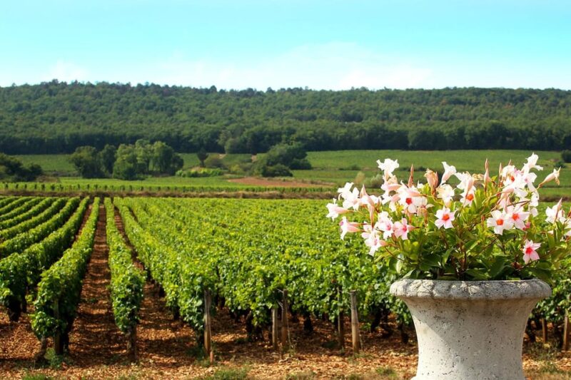 Marne: Champagne Region Private Day Tour With Lunch - Itinerary Highlights