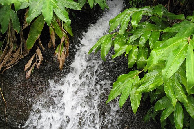 Maroços Mimosa Valley Levada Walk From Funchal - Cancellation Policy