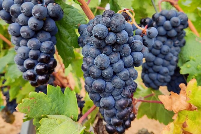 Marques De Riscal Rioja Wine and Architecture Tour With Lunch, SS - Tour Details and Availability