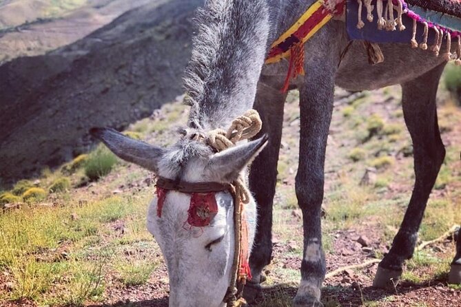 Marrakech: 2-Day Atlas Mountains Trek With Village Stay - Highlights of the Atlas Mountains