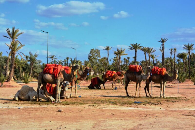 Marrakech: 2-Hour Quad Bike & Camel Ride in Palmeraie - Experienced Instructors and Guides