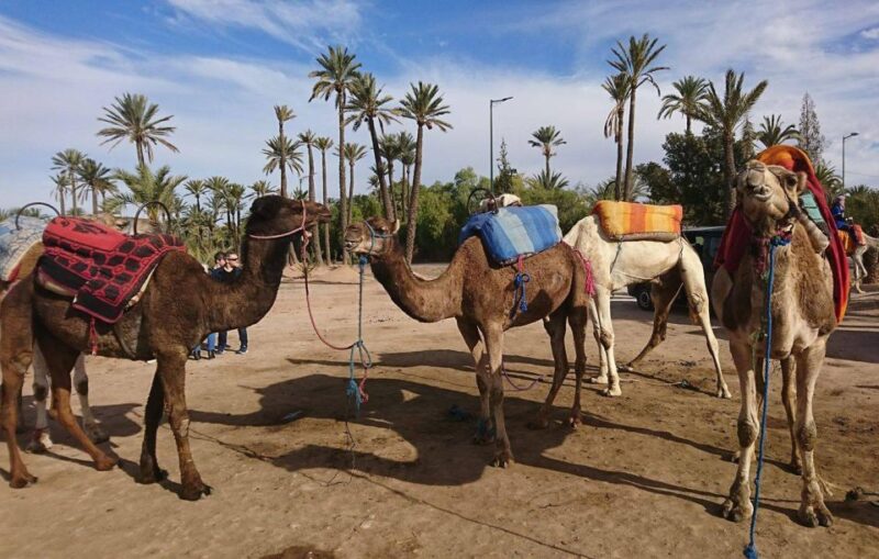 Marrakech: 2-Hour Quad Bike & Camel Ride in Palmeraie - Customer Reviews and Ratings