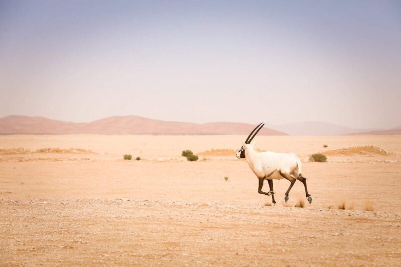 Marrakech: 3-Days Merzouga Instagramable Tour - Inclusions and Accommodations