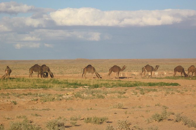 Marrakech Activities: Camel Ride Tour Marrakech - Booking Information